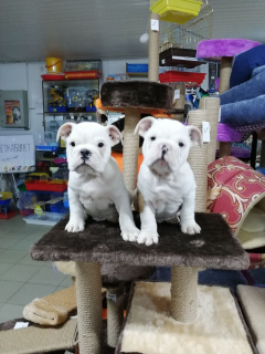 Additional photos: English bulldog babies ready to move to new home