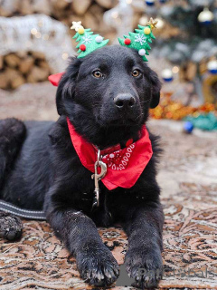 Photo №3. Adorable teenage puppy Mishutka is looking for a home. Russian Federation