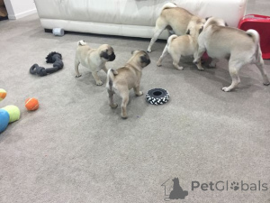 Photo №2 to announcement № 164891 for the sale of pug - buy in Belgium private announcement, breeder