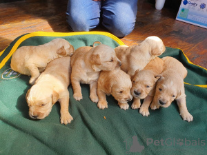 Photo №1. golden retriever - for sale in the city of Амерсфоорт | 485$ | Announcement № 16295