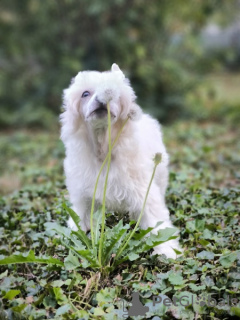 Additional photos: Chinese crested dog