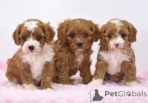 Photo №2 to announcement № 162620 for the sale of kavapu - buy in Belgium private announcement, breeder