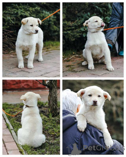 Photo №1. non-pedigree dogs - for sale in the city of Moskova | Is free | Announcement № 168472