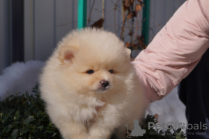 Additional photos: Pomeranian girl