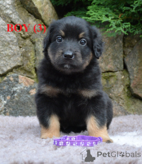 Photo №3. Khovart's puppies. Latvia