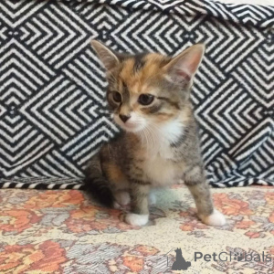 Photo №2 to announcement № 145290 for the sale of  - buy in Belarus private announcement