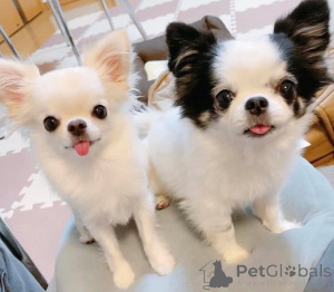 Photo №1. non-pedigree dogs - for sale in the city of Гамбург | negotiated | Announcement № 139187