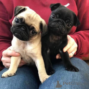 Photo №1. pug - for sale in the city of Bilbao | negotiated | Announcement № 169883