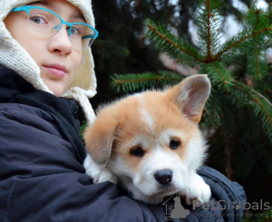 Photo №1. welsh corgi - for sale in the city of New York | 1700$ | Announcement № 79838