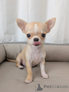 Photo №4. I will sell chihuahua in the city of Helsinki. private announcement, from the shelter - price - 516$
