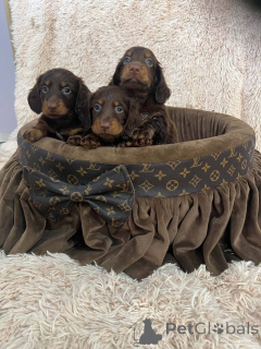 Photo №1. dachshund - for sale in the city of New Garden | 1548$ | Announcement № 174525