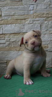 Photo №4. I will sell american bully in the city of Москва. breeder - price - 651$