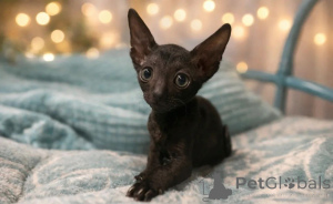 Photo №1. cornish rex - for sale in the city of Bönningstedt | 361$ | Announcement № 177533