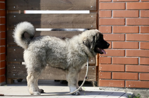Photo №2 to announcement № 7137 for the sale of caucasian shepherd dog - buy in Ukraine breeder