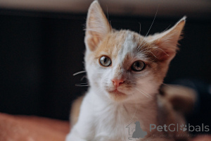 Photo №4. I will sell  in the city of Moscow river. private announcement - price - Is free