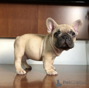 Photo №1. french bulldog - for sale in the city of Vienna | negotiated | Announcement № 162926