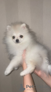Photo №3. Pomeranian. Sale. POMERANIAN PUPPY. SALE.. Russian Federation