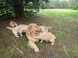Photo №3. Golden Bundle of her, Prebred Golden Retriever Puppes Fore Sale!. United Kingdom