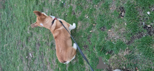 Additional photos: Selling WELSH CORGI puppy PEMBROKE born 08/26/23