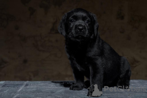 Photo №2 to announcement № 43500 for the sale of labrador retriever - buy in Russian Federation from nursery, breeder
