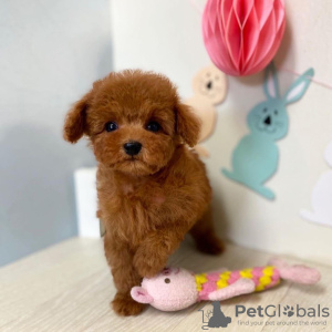 Photo №1. poodle (toy) - for sale in the city of Валлетта | 423$ | Announcement № 58283