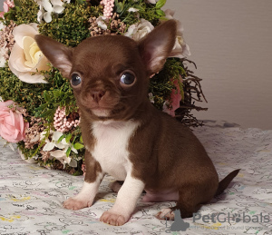 Photo №4. I will sell chihuahua in the city of Москва. from nursery, breeder - price - 869$