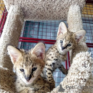 Photo №2 to announcement № 99646 for the sale of savannah cat - buy in Austria private announcement, from nursery, from the shelter