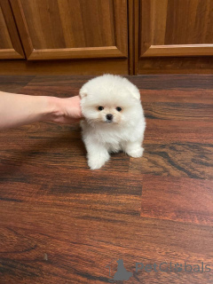 Photo №2 to announcement № 139176 for the sale of pomeranian - buy in Germany private announcement