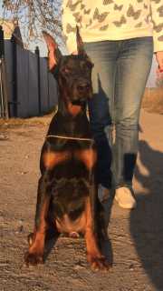 Photo №2 to announcement № 3099 for the sale of dobermann - buy in Ukraine from nursery