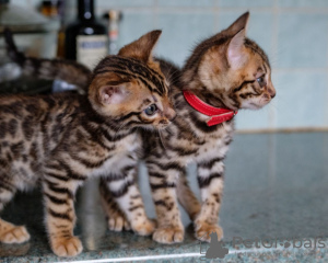 Photo №1. bengal cat - for sale in the city of Афины | 485$ | Announcement № 15713
