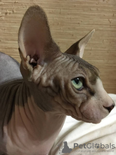 Additional photos: Stunning Bicolor Canadian Sphynx Male