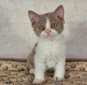 Photo №1. selkirk rex shorthair - for sale in the city of Hattingen | 361$ | Announcement № 177644