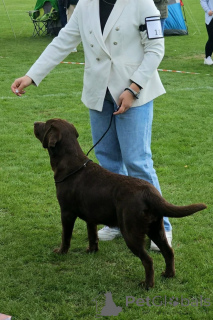 Photo №4. I will sell labrador retriever in the city of Helsinki. private announcement - price - Is free