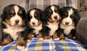 Photo №3. Stunning Bernese Mountain Dog Puppies. United States