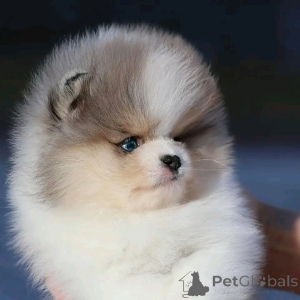 Photo №3. Toilet trained tea cup pomeranian. Spain