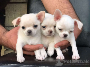 Photo №1. chihuahua - for sale in the city of Berlin | negotiated | Announcement № 12822