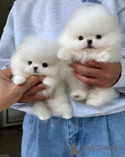 Photo №1. pomeranian - for sale in the city of Pécs | 465$ | Announcement № 167892