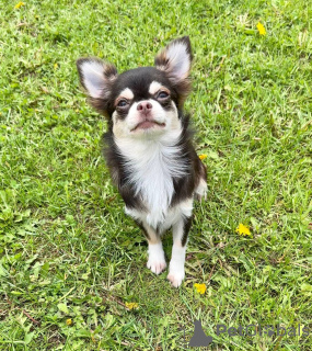 Additional photos: Chihuahua