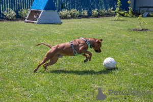 Photo №3. The kindest sunny pit bull Iskander is looking for a home!. Russian Federation