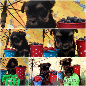 Photo №4. I will sell  in the city of Kiev. private announcement, from nursery, breeder - price - 500$
