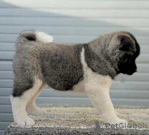 Additional photos: American Akita, top quality puppies