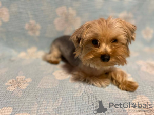 Photo №2 to announcement № 105359 for the sale of yorkshire terrier - buy in Germany breeder