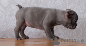 Photo №4. I will sell french bulldog in the city of Дрезден. private announcement, breeder - price - 317$