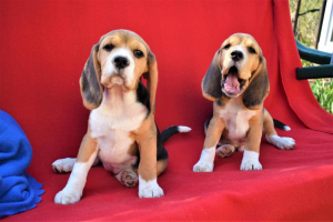 Photo №1. beagle - for sale in the city of Москва | 266$ | Announcement № 2263
