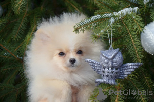 Photo №4. I will sell pomeranian in the city of Kharkov. private announcement, from nursery, breeder - price - 1200$
