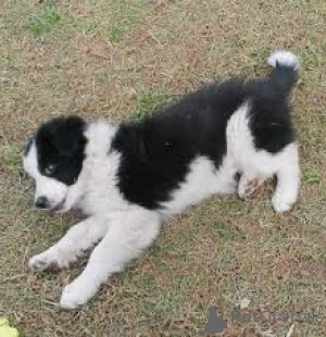Photo №2 to announcement № 165989 for the sale of border collie - buy in Spain private announcement, breeder