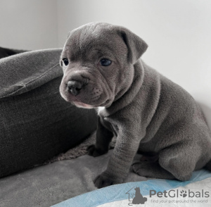 Photo №2 to announcement № 117643 for the sale of american pit bull terrier - buy in Russian Federation private announcement