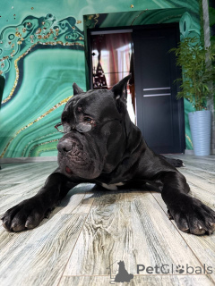 Photo №2 to announcement № 138248 for the sale of cane corso - buy in Belarus breeder