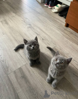 Photo №3. your softest Secret Come Meet These Velvet Kittens. Switzerland