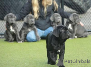Photo №1. neapolitan mastiff - for sale in the city of Berlin | negotiated | Announcement № 163582